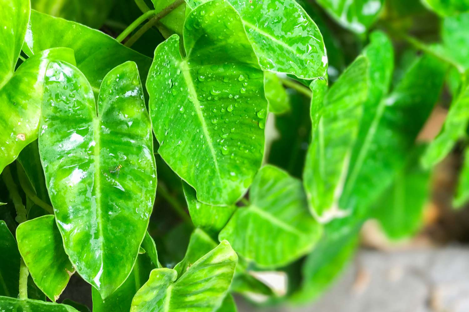 Heart Leaf Philodendron
