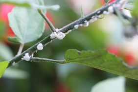 Closeup of a plant stem infested with mealybugs visible as small white cottony clusters