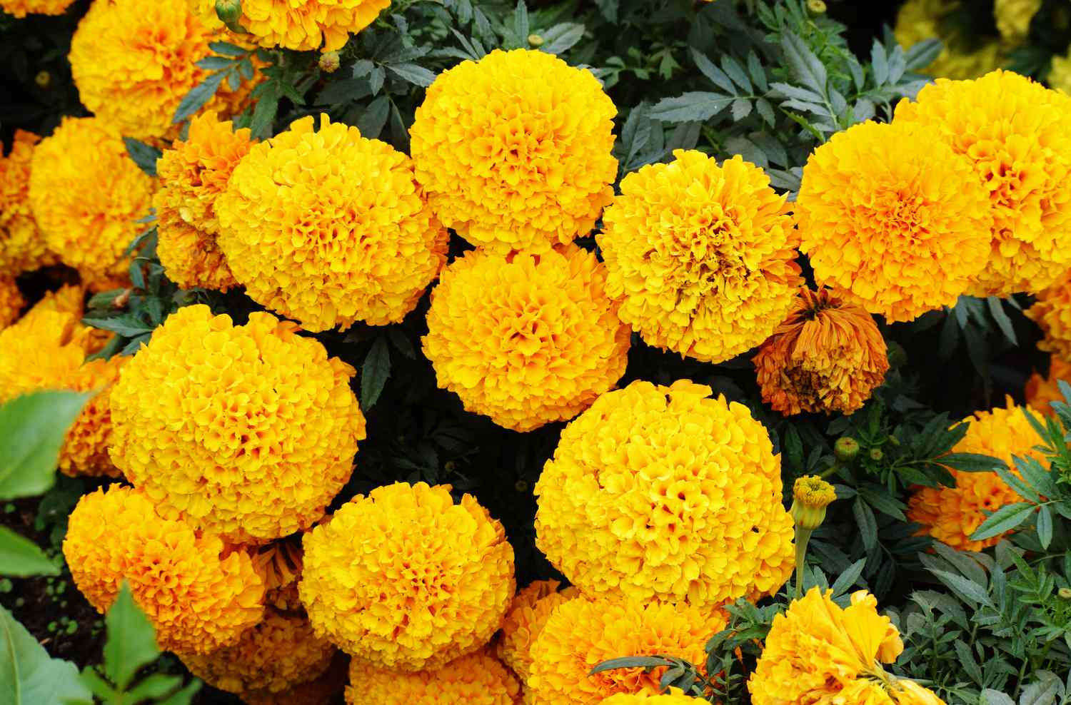 Marigold plant perennial/ annual, herbaceous, with fibrous roots. Flowers yellow, roundish, large sized with musky pungent fragrance. 
