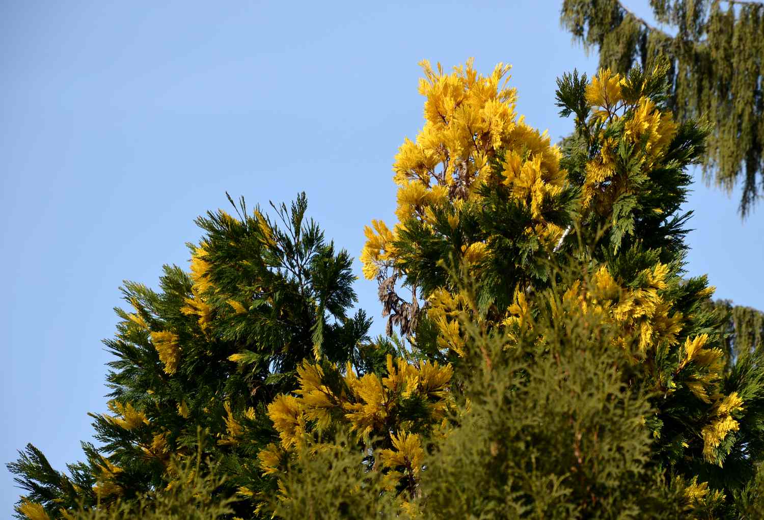 The golden arborvitae is an evergreen shrub