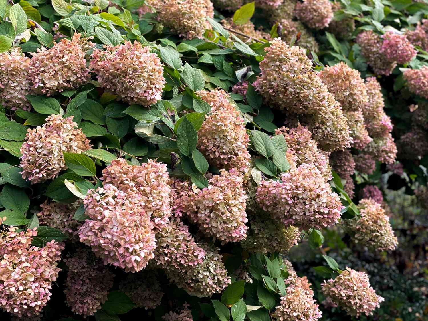 drying pink hydrangea tree blossoms in autumn