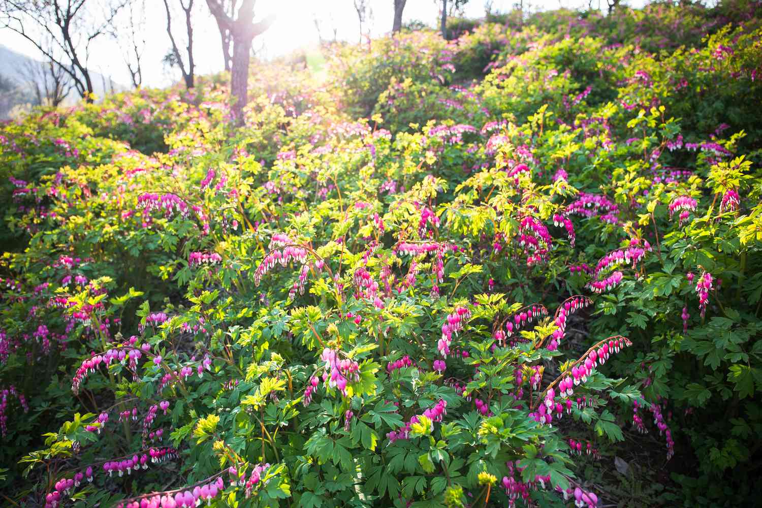 bleeding heart plants 