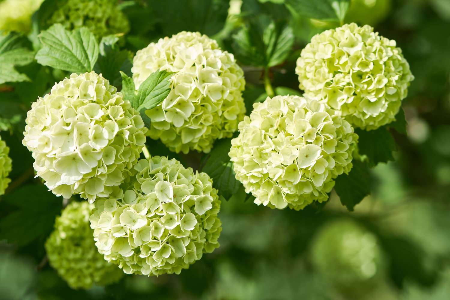 Snowball Viburnum