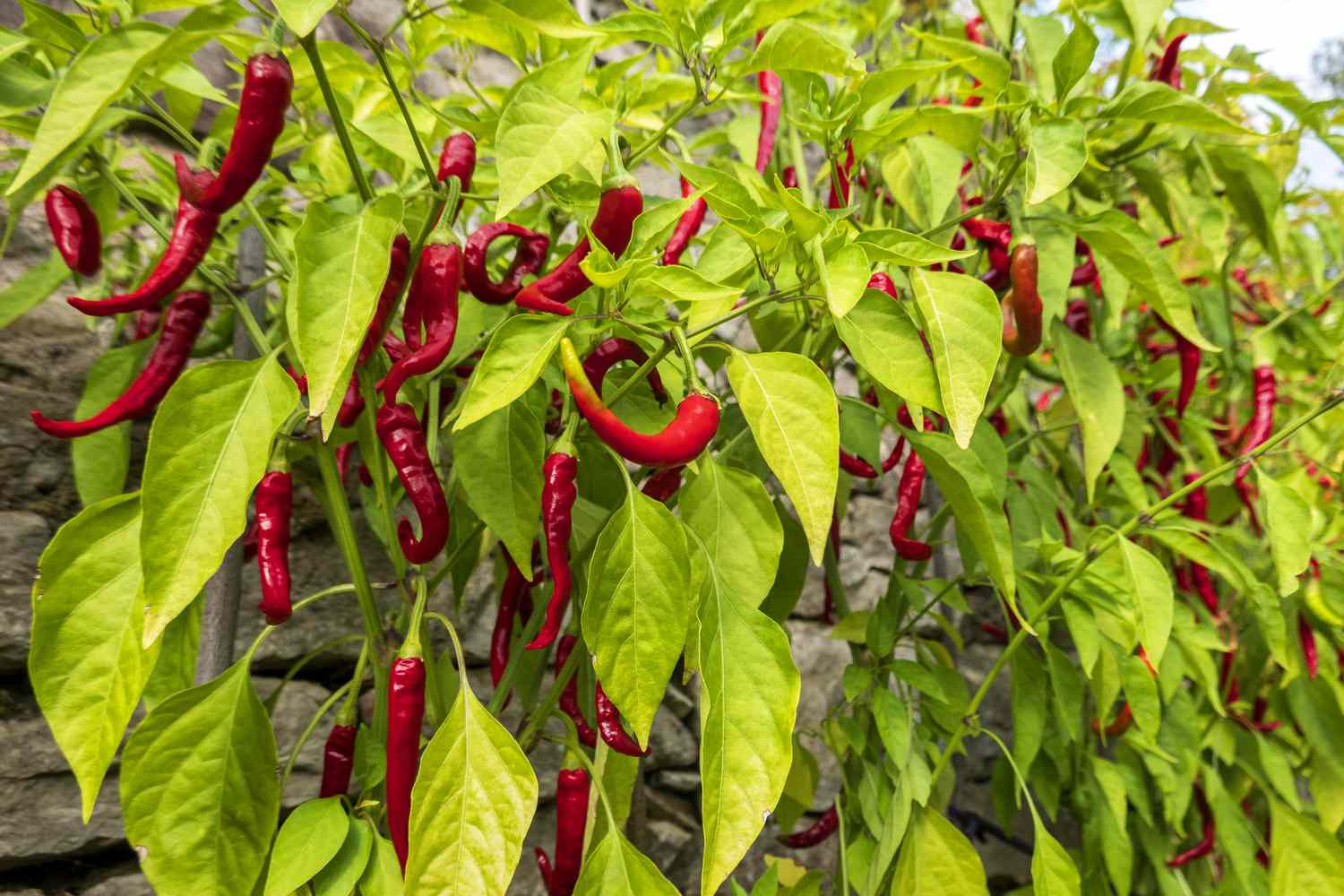long, curly red chili peppers growing on plants in garden with green leaves