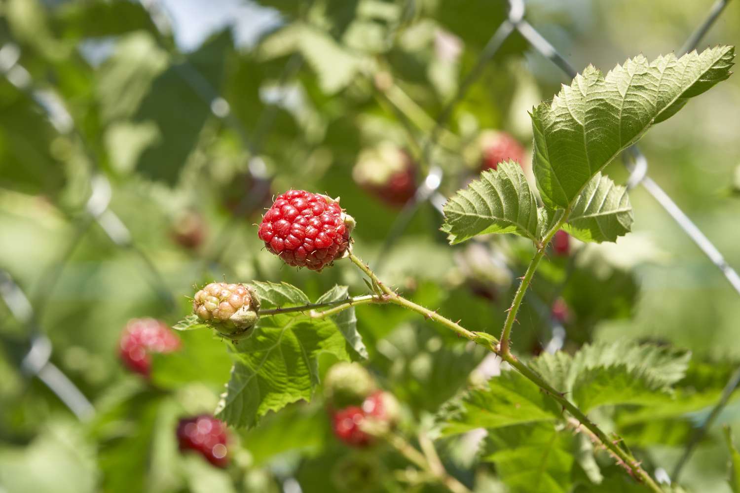 Bunch of ripening blackberries