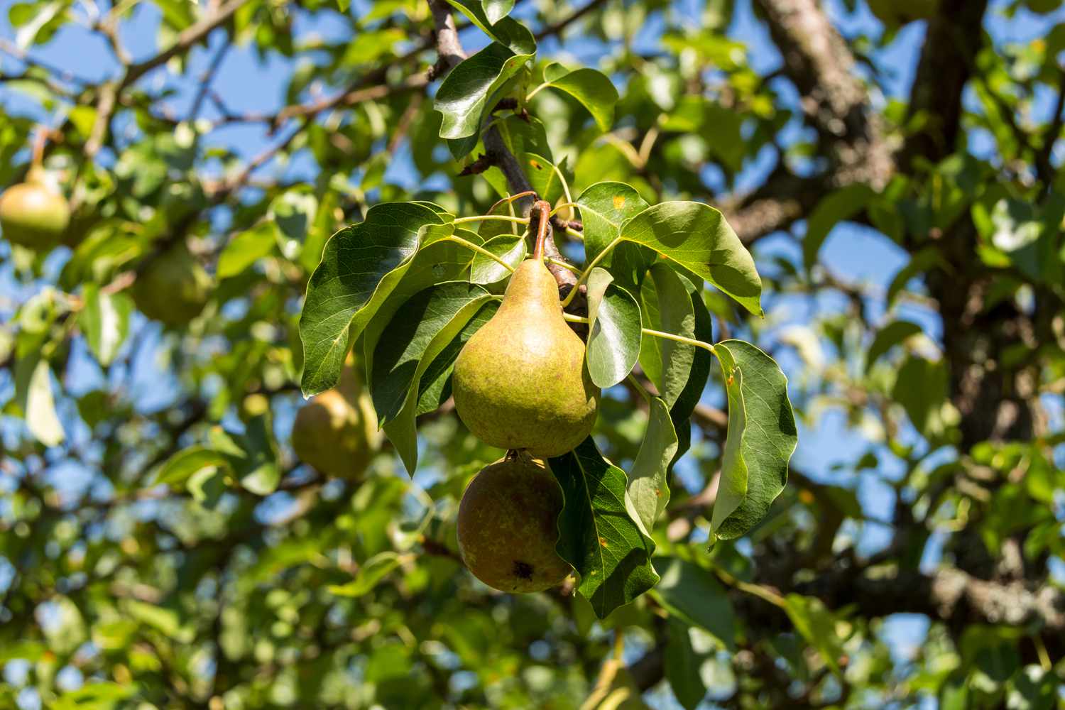 Pears on pear tree.