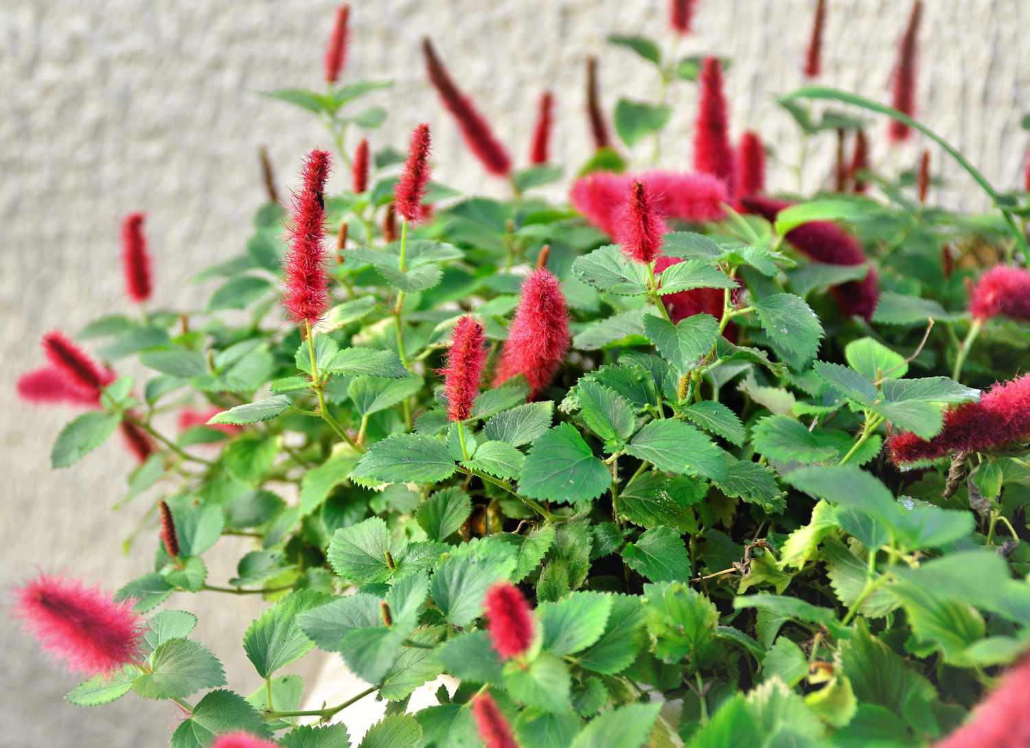 Dwarf Chenille with red blooms