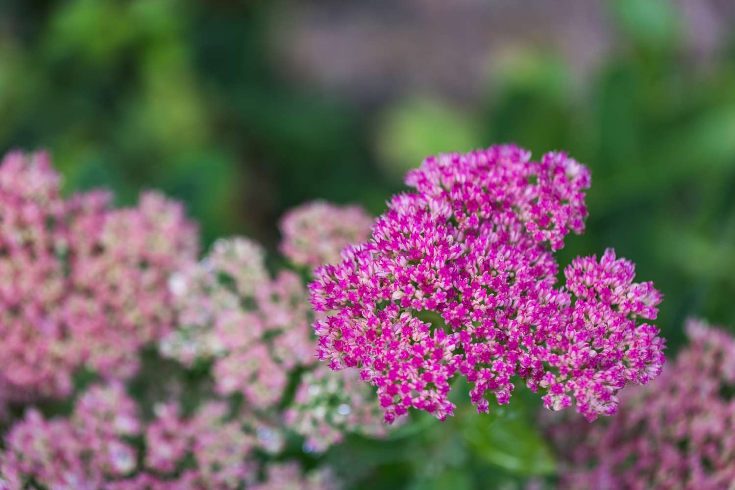 pink sedum flowers in garden