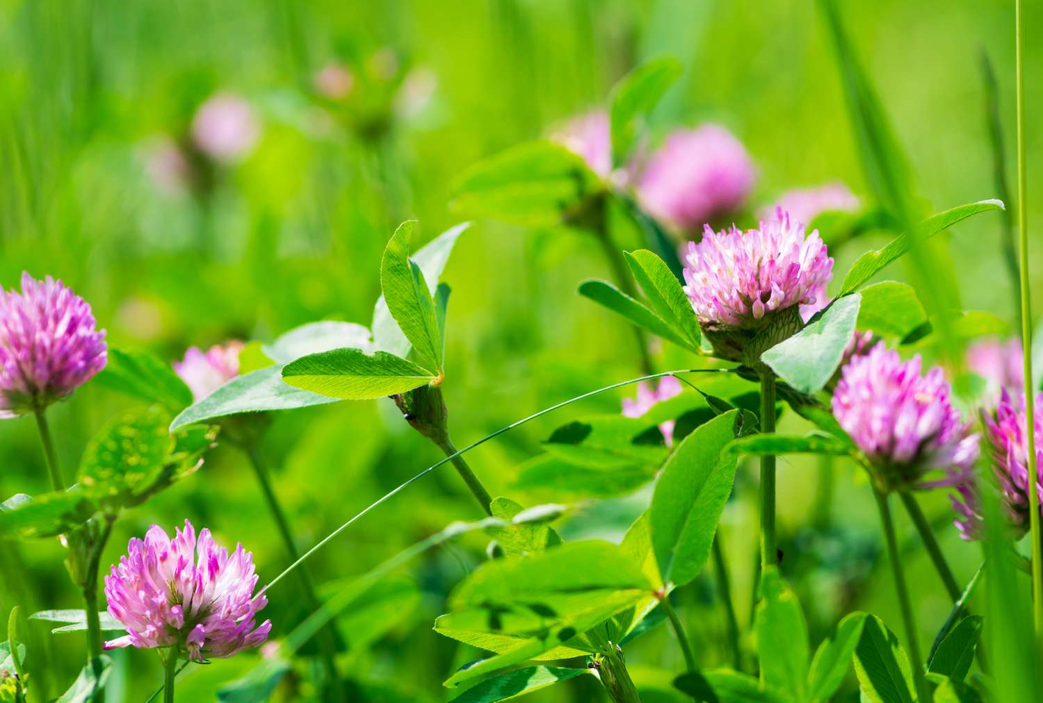 A meadow of pink clover flowers and green leaves