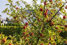 Apple tree in the garden