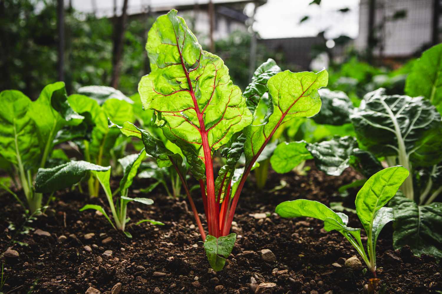 Swiss chard crop in the vegetable garden. Green vegetables plants growing in home garden.