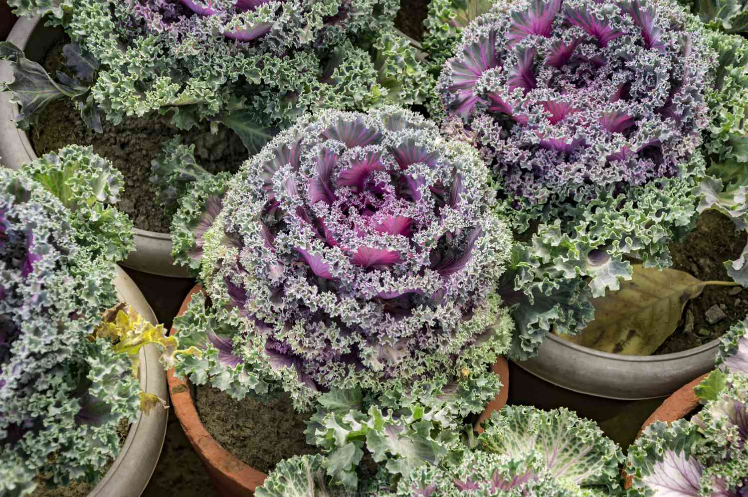 Ornamental purple cabbage