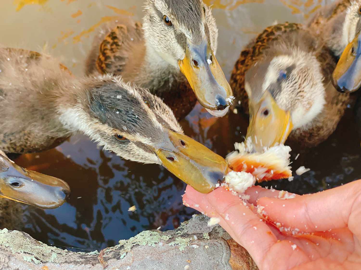 Several ducklings eating from a persons hand with water in the background