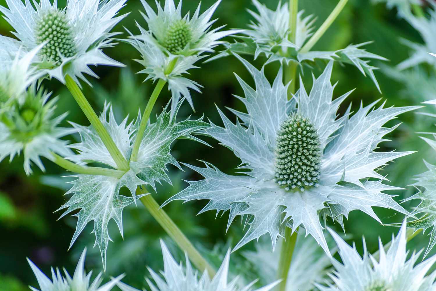 Neptune's Sea Holly