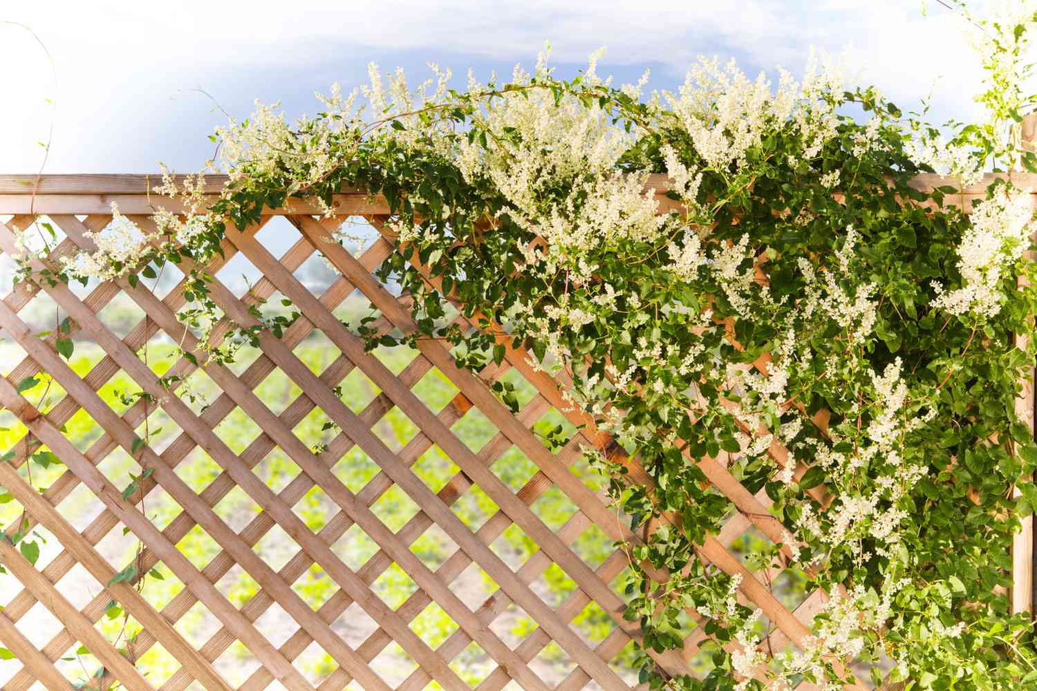 unfinished wooden garden lattice with greenery