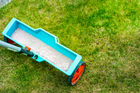 Lawn fertilizer being spread with a wheeled spreader on grass