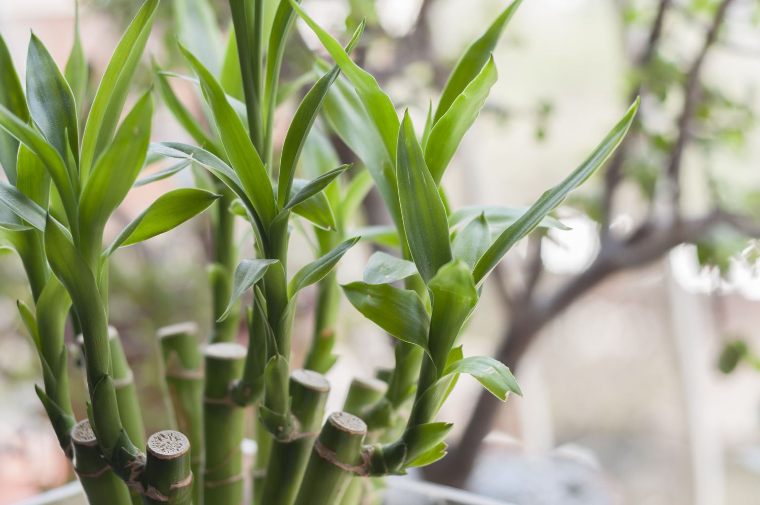 Bamboo stalks with leaves growing indoors near a window blurred background of trees outside