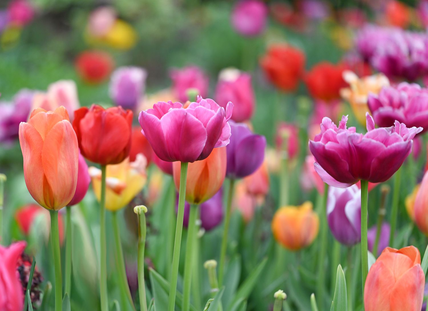 tulips blooming in a garden
