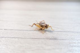 A cricket on a flat surface with visible legs and antennae