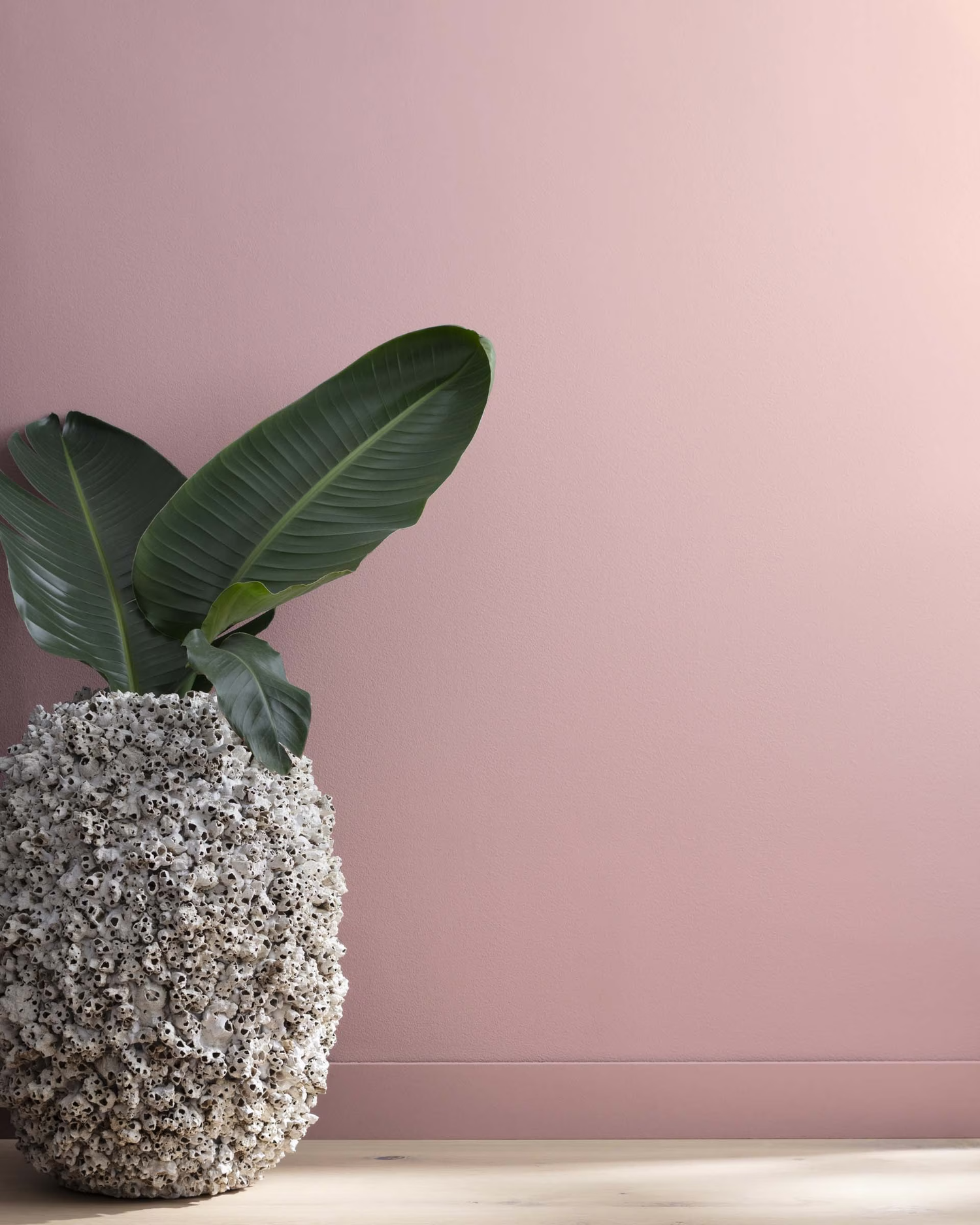 A potted plant with broad green leaves on a wooden surface against a mauve wall