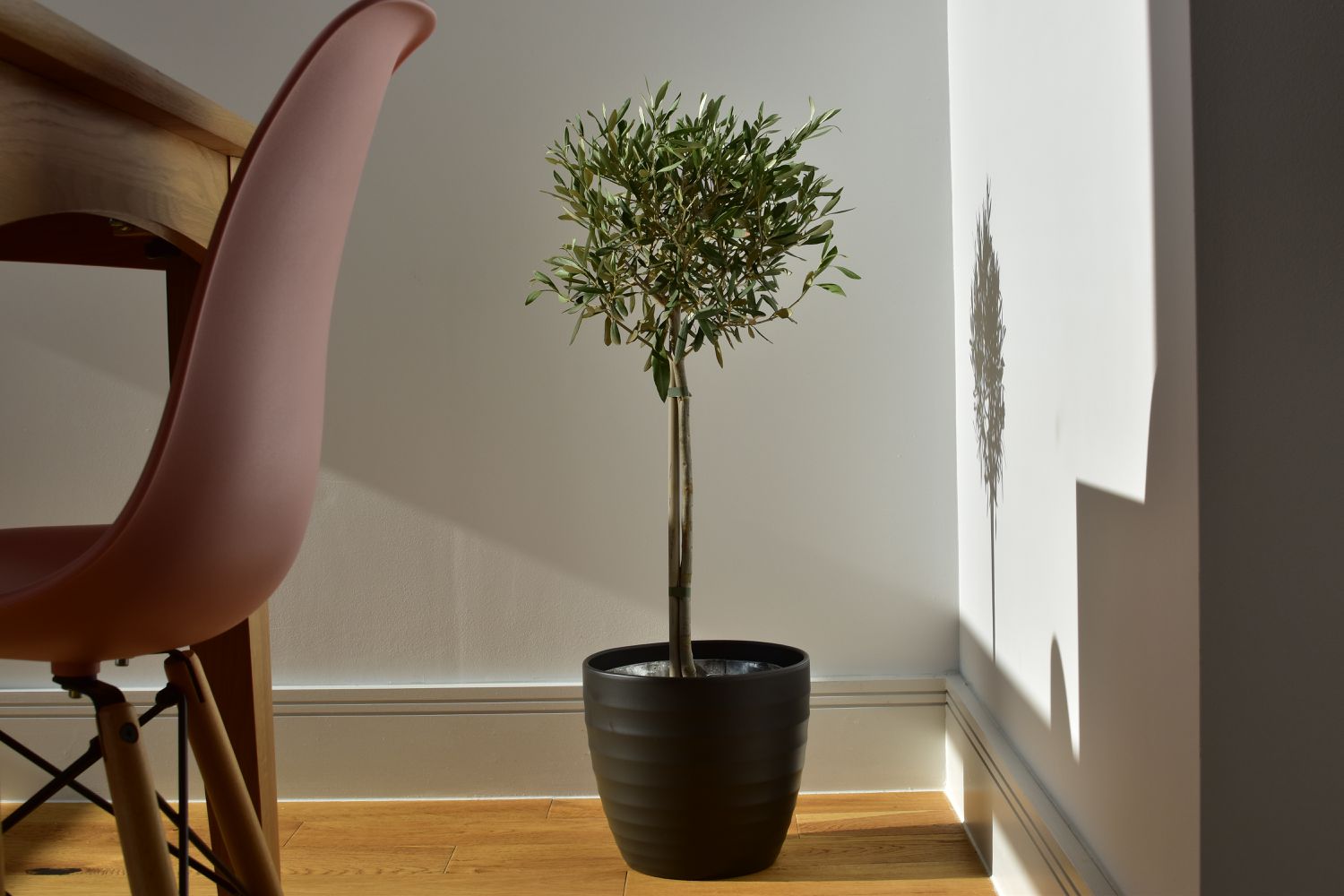 olive tree in home