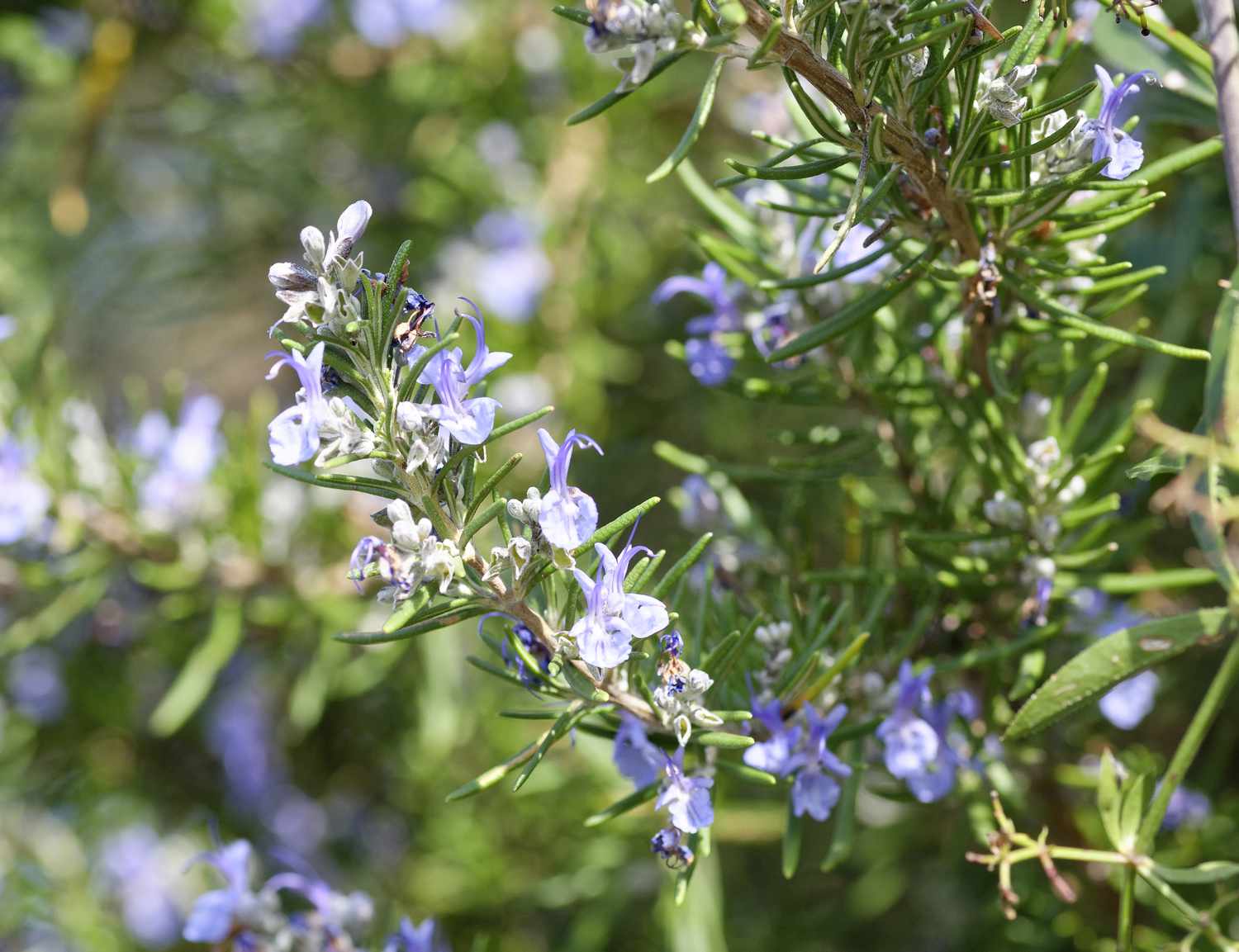 Blooming rosemary