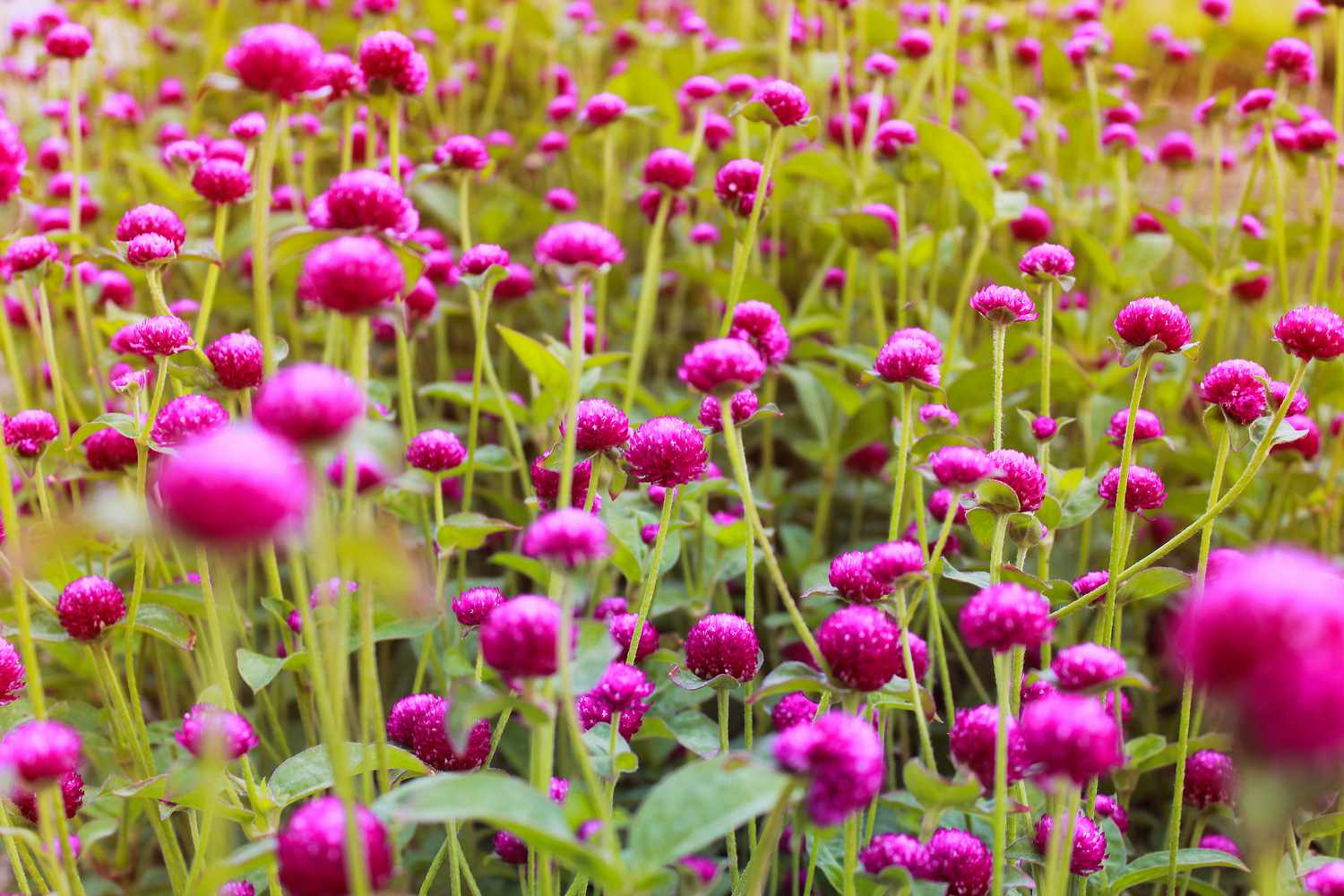 Globe Amaranth flowers