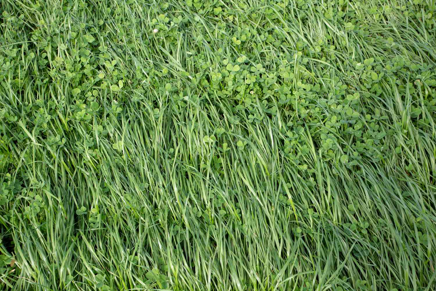 Annual ryegrass and clover grown in a rural field for stock food and hay