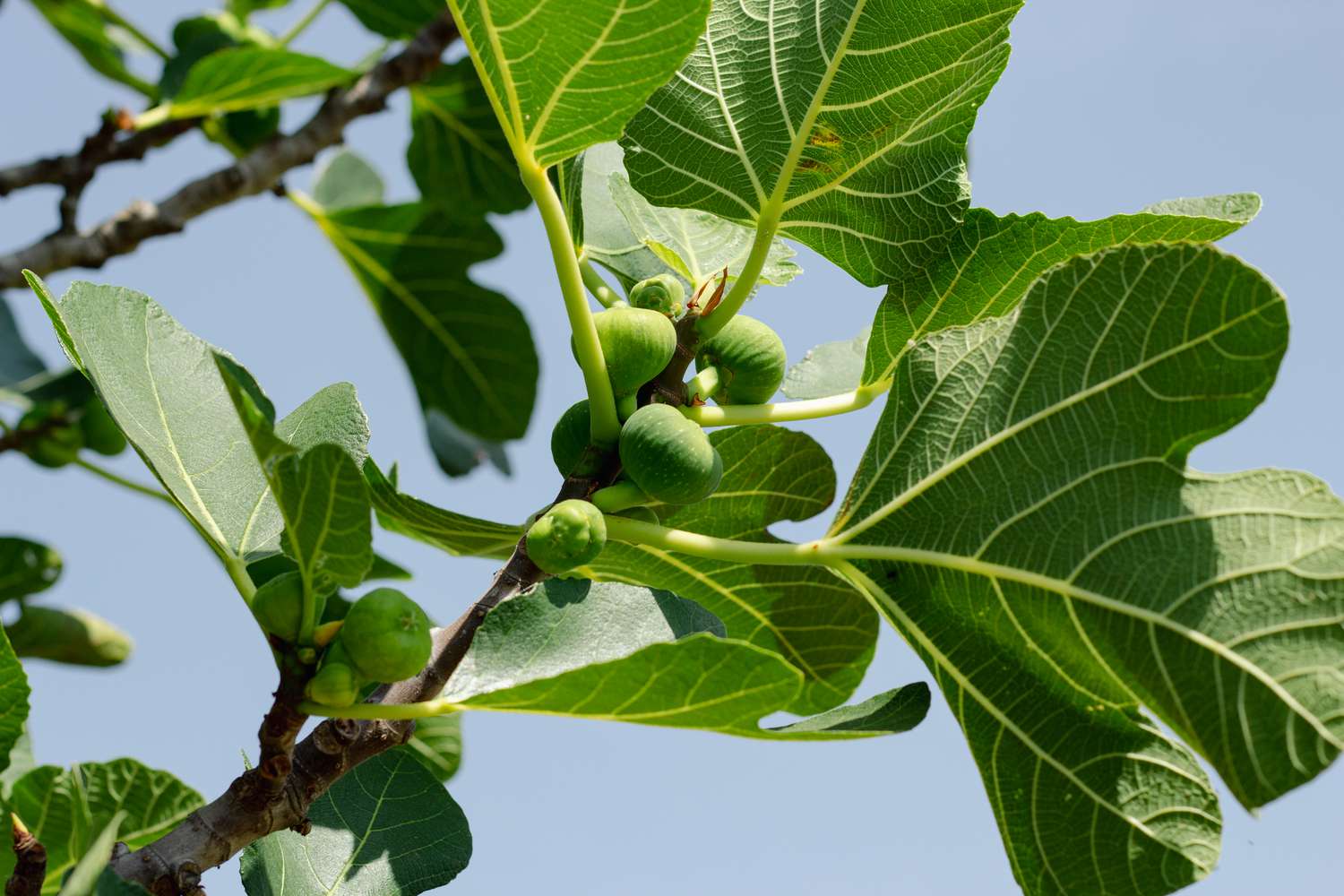 fig tree