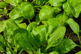 Fresh green leaves growing in a garden covered in water droplets