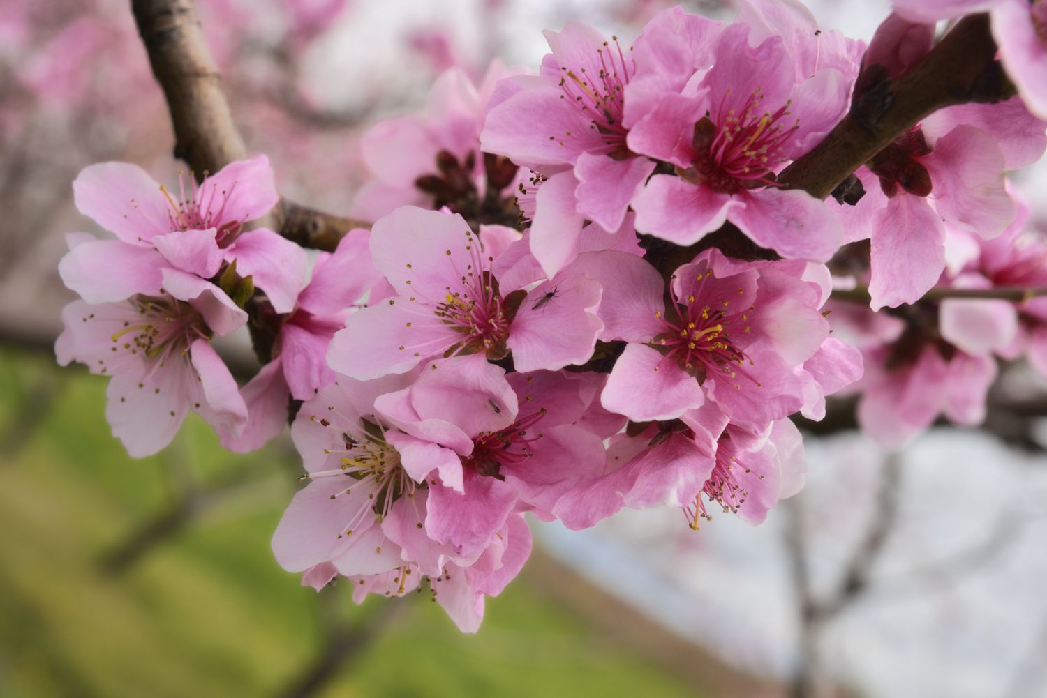 Close-up of flowers on tree branches in bloom