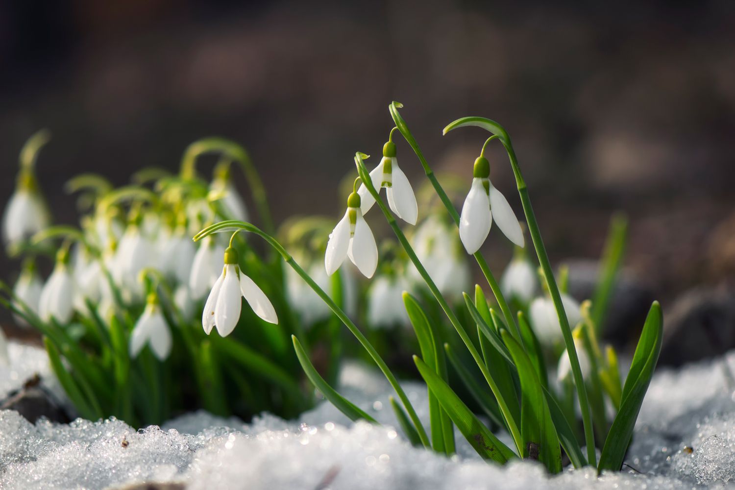 snow-covered snowdrop flowers