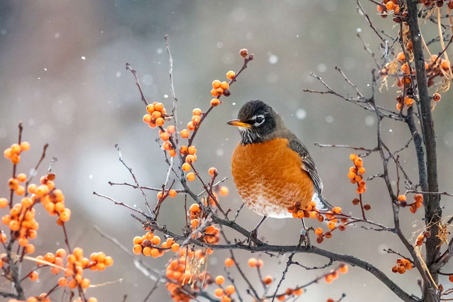 american robin bird