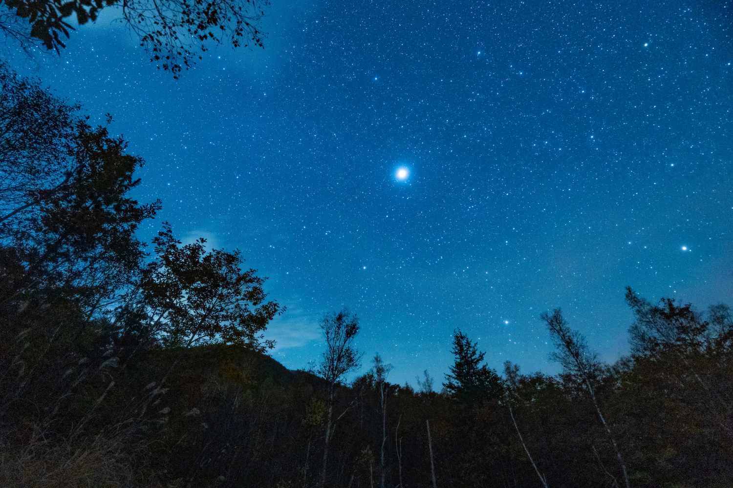 Bright planet visible in a starry night sky above a treeline