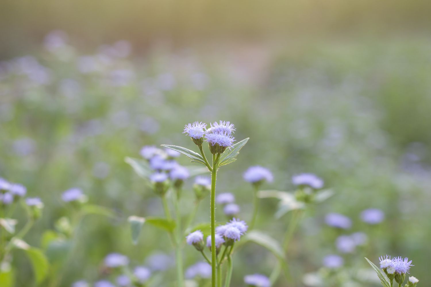 ironweed flowers