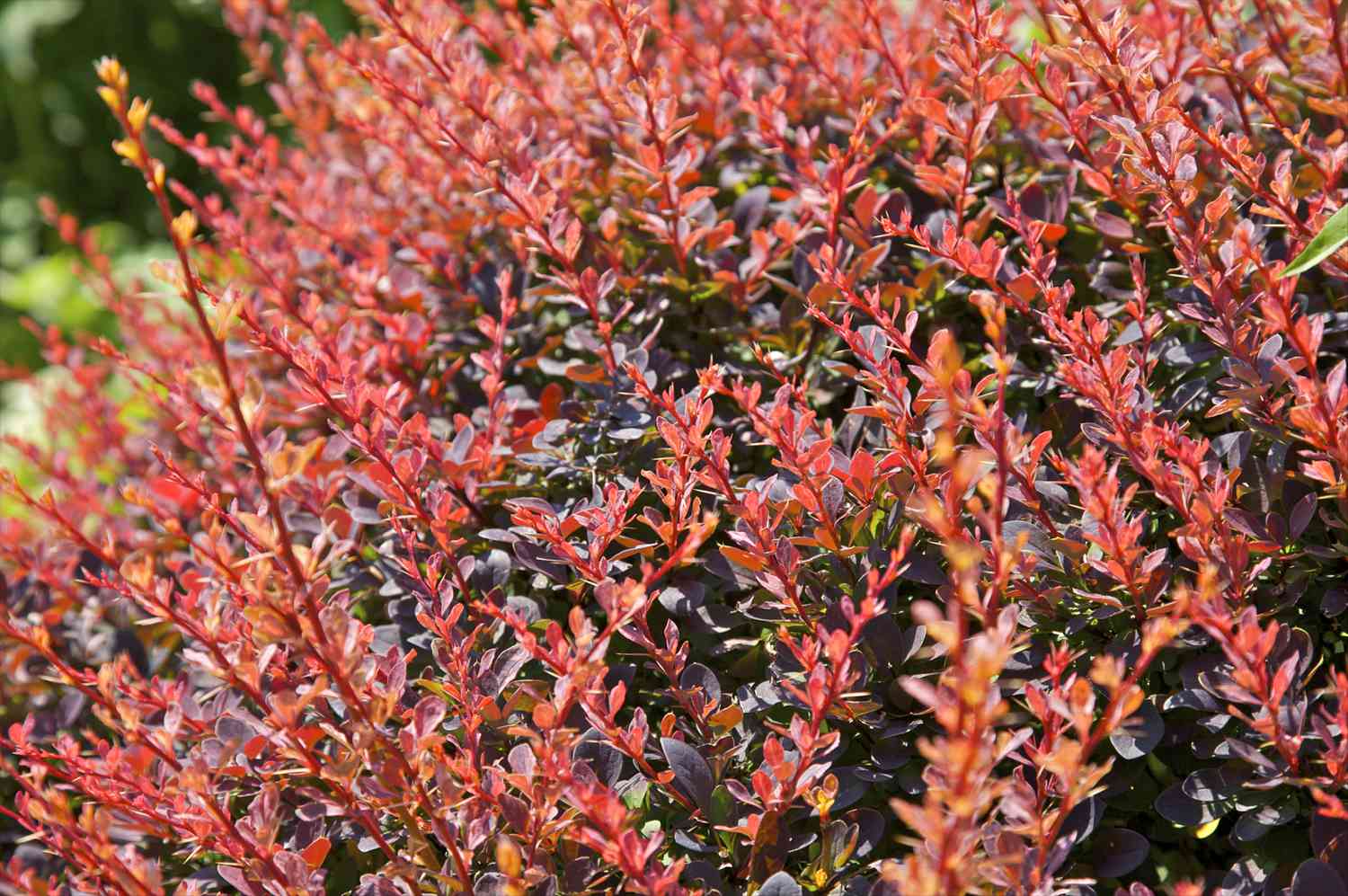 Close up of some red Golden Barberry