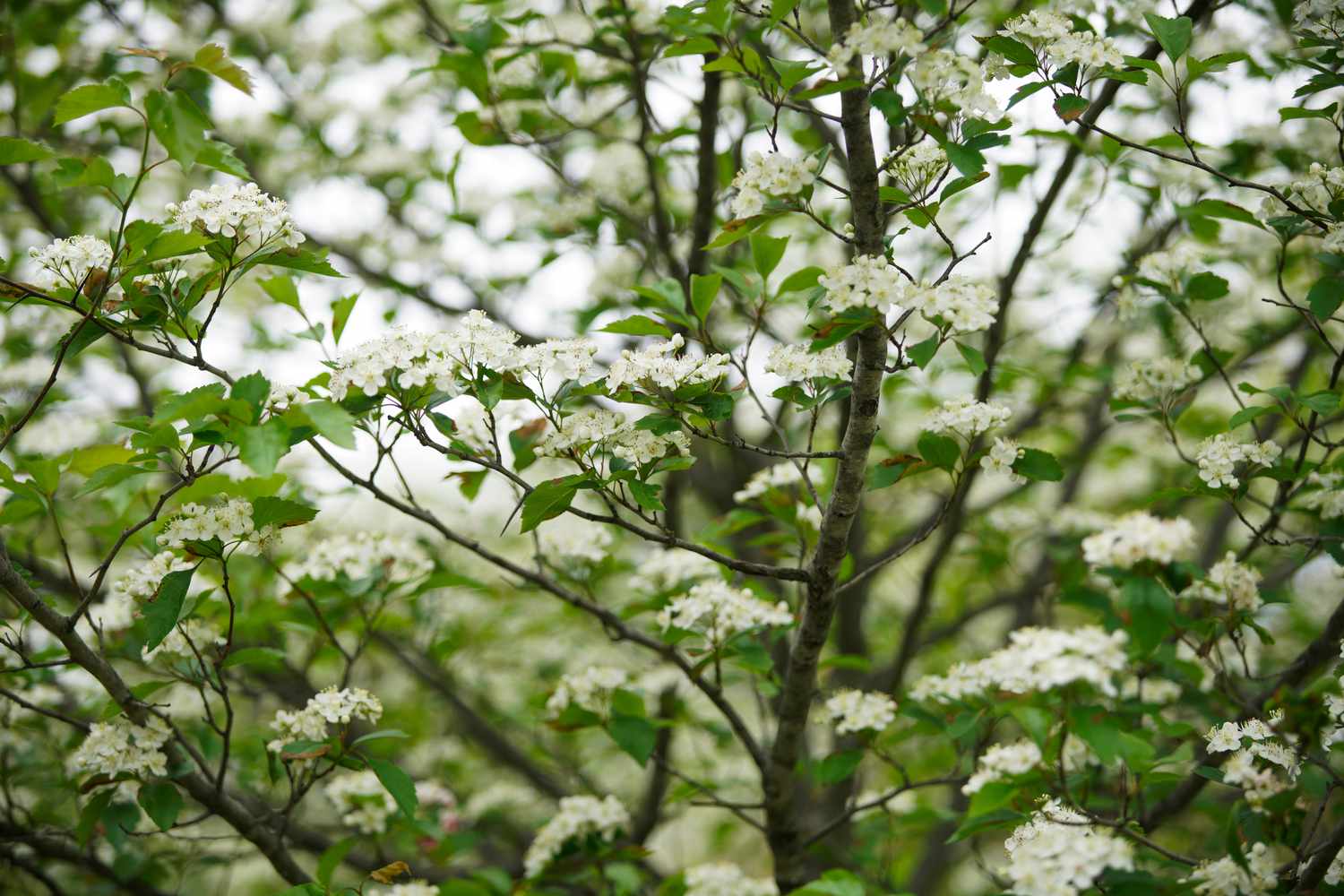 Winter King Hawthorn