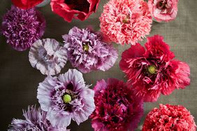 pink, purple, and red poppies