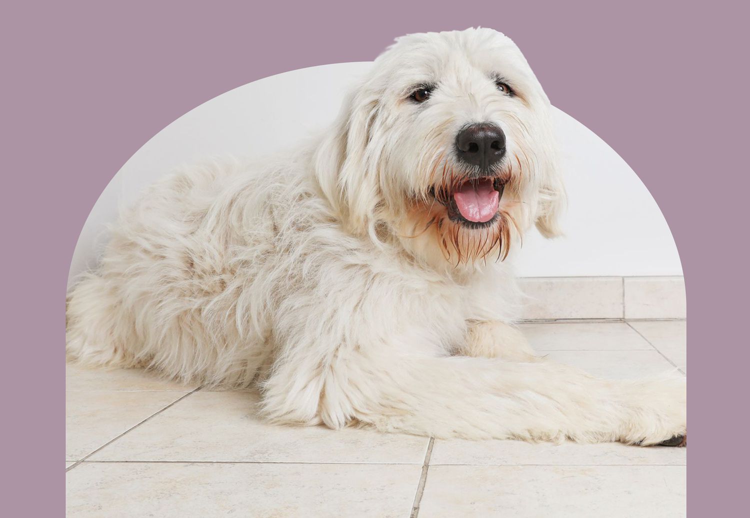 pyredoodle lying on floor with purple background