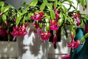 A blooming Christmas cactus in a white pot placed indoors