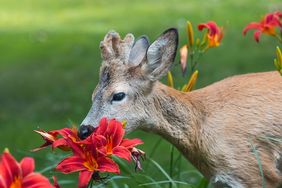 Deer eating a daylily