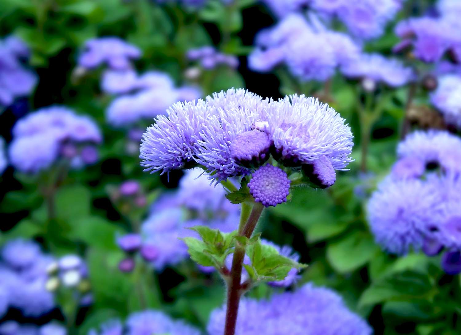 Floss flower with purple blooms in a garden
