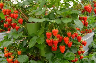 A strawberry plant bearing numerous ripe strawberries hanging from its stems