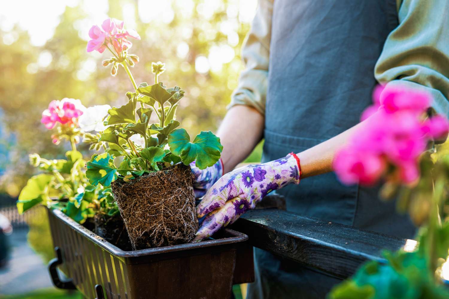 repotting pink flowers in garden