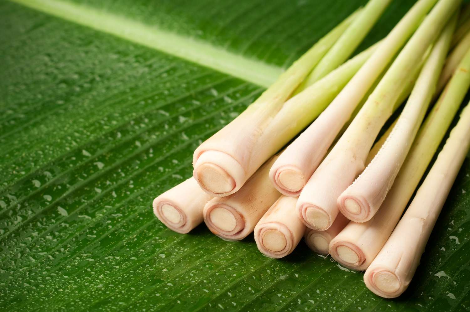 lemongrass on a banana leaf 