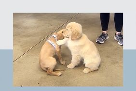 two small golden puppies playing