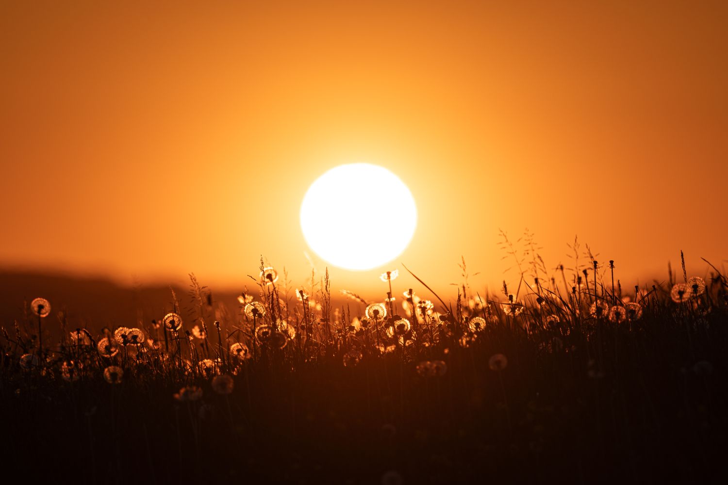 A setting sun over a field with silhouetted plants and flowers