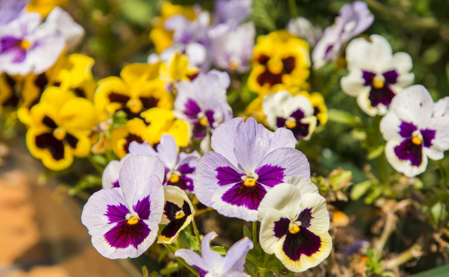 Pansies