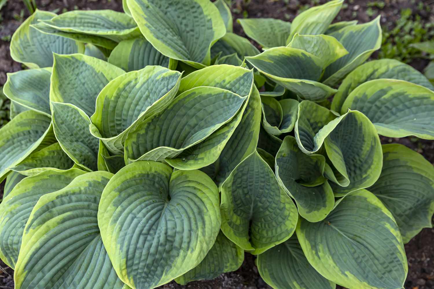 Frances Williams hosta