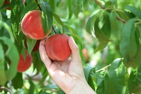 Person picking peach from a tree